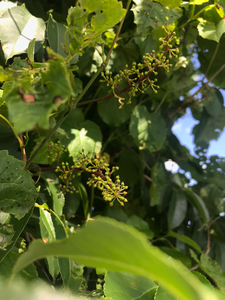 Photo By: Stephen M. Young. Photo taken: Richmond County, NY on 14 June 2019